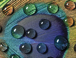 ��ǰ ������