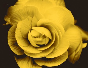 ��ǰ ������