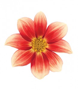 ��ǰ ������