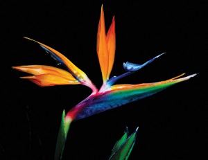 ��ǰ ������